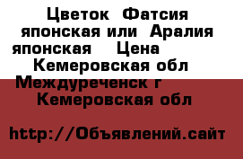 Цветок  Фатсия японская или  Аралия японская  › Цена ­ 1 000 - Кемеровская обл., Междуреченск г.  »    . Кемеровская обл.